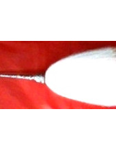 Chaur Sahib - Large Size With White Metal Handle