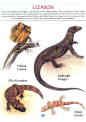 My First Book of Amphibians and Reptiles