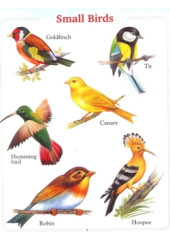 My First Book of Birds 