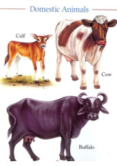 My First Book of Domestic Animals 