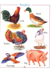 My First Book of Domestic Animals 