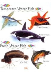 My First Book of Fish 