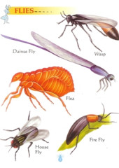 My First Book of Insects