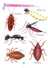 My First Book of Insects