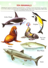 My First Book of Sea Animals 